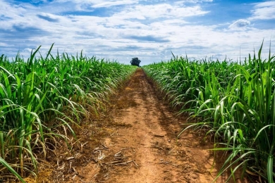 Com clima favorável, Tereos eleva estimativas de produção de cana no Brasil